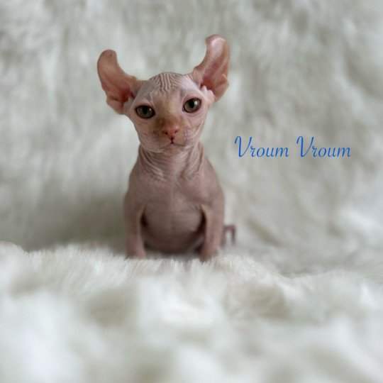 Vroum L'amore di sphynx Mâle Sphynx