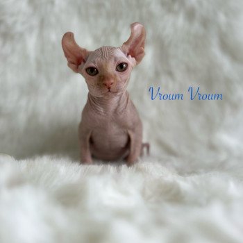 chaton Sphynx red Vroum Chatterie de l'amore di sphynx