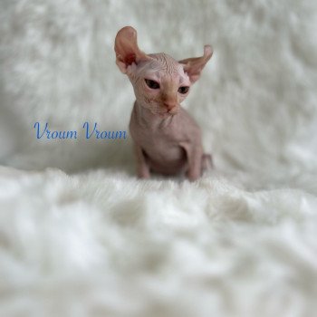 chaton Sphynx red Vroum Chatterie de l'amore di sphynx