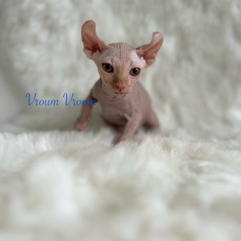 chaton Sphynx red Vroum Chatterie de l'amore di sphynx