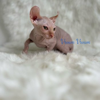chaton Sphynx red Vroum Chatterie de l'amore di sphynx