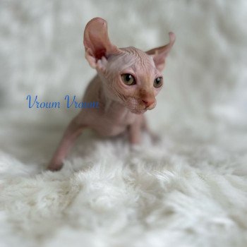 chaton Sphynx red Vroum Chatterie de l'amore di sphynx