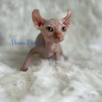 chaton Sphynx red Vroum Chatterie de l'amore di sphynx