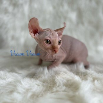 chaton Sphynx red Vroum Chatterie de l'amore di sphynx