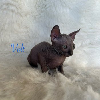 chaton Sphynx blue Volt Chatterie de l'amore di sphynx