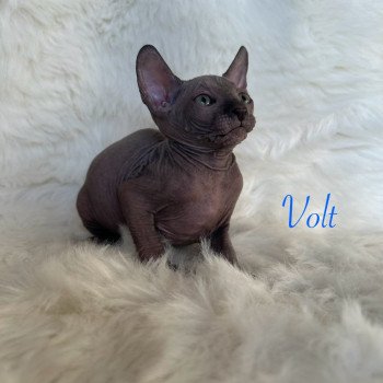 chaton Sphynx blue Volt Chatterie de l'amore di sphynx