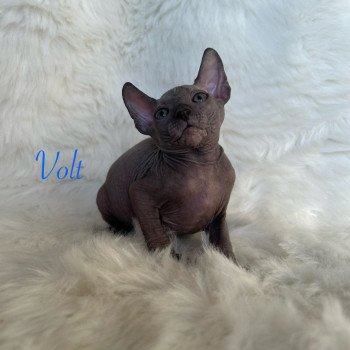 chaton Sphynx blue Volt Chatterie de l'amore di sphynx