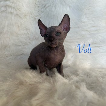 chaton Sphynx blue Volt Chatterie de l'amore di sphynx