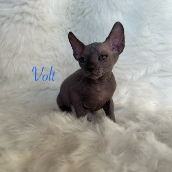 chaton Sphynx blue Volt Chatterie de l'amore di sphynx