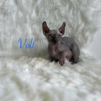 chaton Sphynx blue Volt Chatterie de l'amore di sphynx