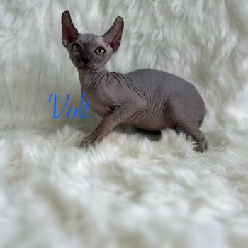 chaton Sphynx blue Volt Chatterie de l'amore di sphynx