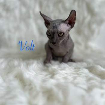 chaton Sphynx blue Volt Chatterie de l'amore di sphynx