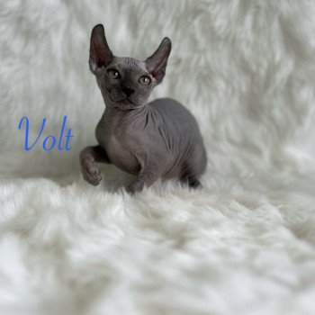 chaton Sphynx blue Volt Chatterie de l'amore di sphynx
