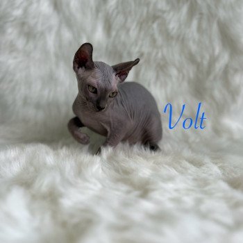 chaton Sphynx blue Volt Chatterie de l'amore di sphynx