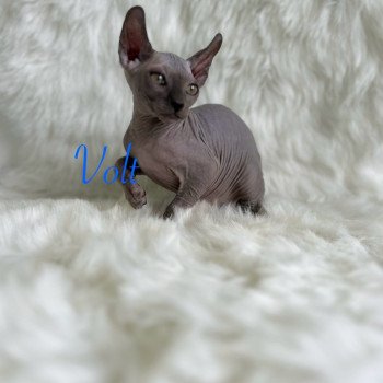 chaton Sphynx blue Volt Chatterie de l'amore di sphynx
