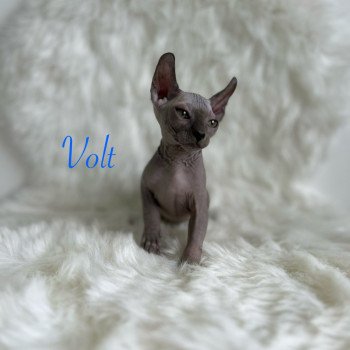 chaton Sphynx blue Volt Chatterie de l'amore di sphynx