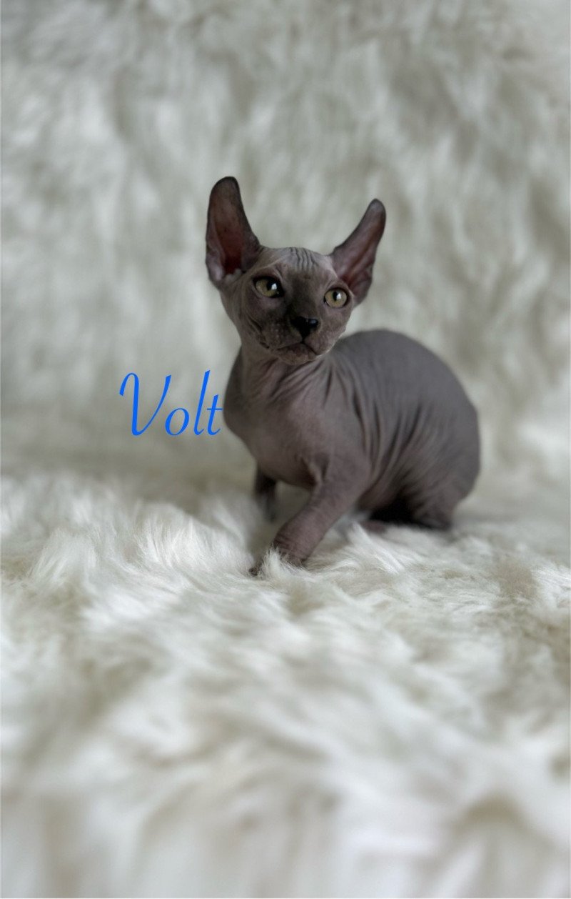Volt L'amore di sphynx Mâle Sphynx