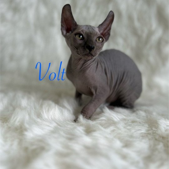Volt L'amore di sphynx Mâle Sphynx