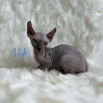 chaton Sphynx blue Volt Chatterie de l'amore di sphynx