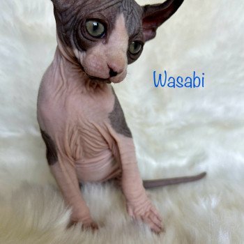 chaton Sphynx black bicolor Wasabi Chatterie de l'amore di sphynx