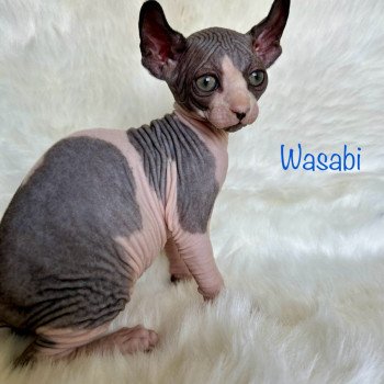 chaton Sphynx black bicolor Wasabi Chatterie de l'amore di sphynx
