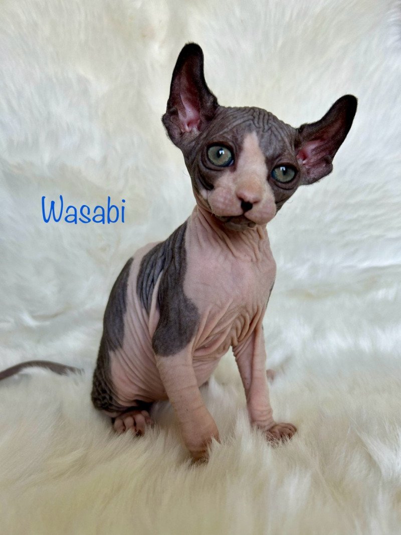 Wasabi L'amore di sphynx Mâle Sphynx
