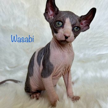 chaton Sphynx black bicolor Wasabi Chatterie de l'amore di sphynx