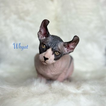 chaton Sphynx black bicolor Whyat Chatterie de l'amore di sphynx