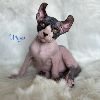chaton Sphynx black bicolor Whyat Chatterie de l'amore di sphynx