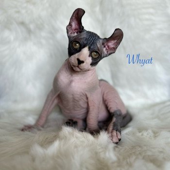 chaton Sphynx black bicolor Whyat Chatterie de l'amore di sphynx