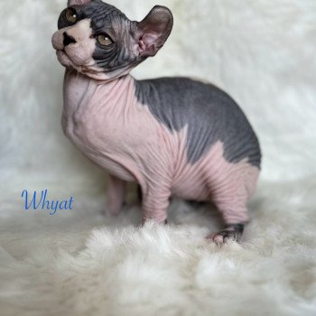 chaton Sphynx black bicolor Whyat Chatterie de l'amore di sphynx