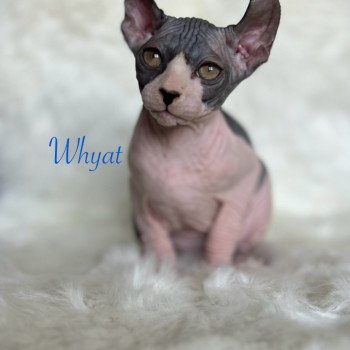 chaton Sphynx black bicolor Whyat Chatterie de l'amore di sphynx