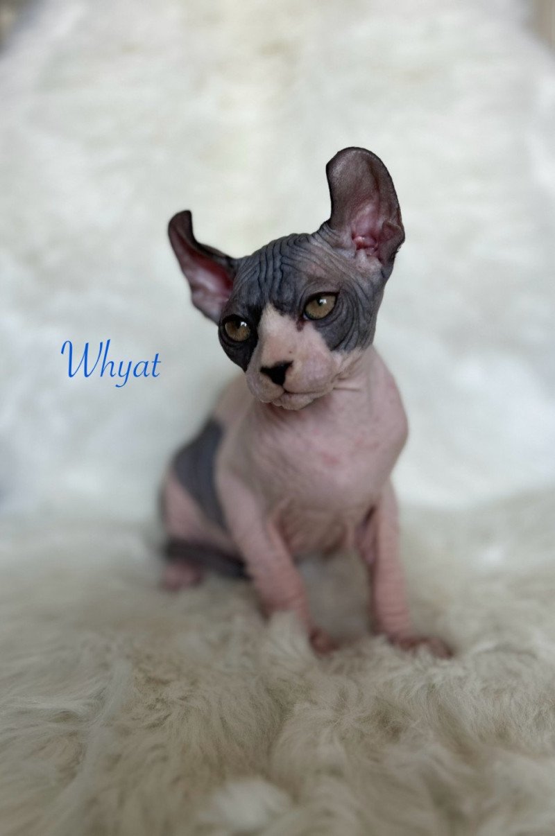 Whyat L'amore di sphynx Mâle Sphynx
