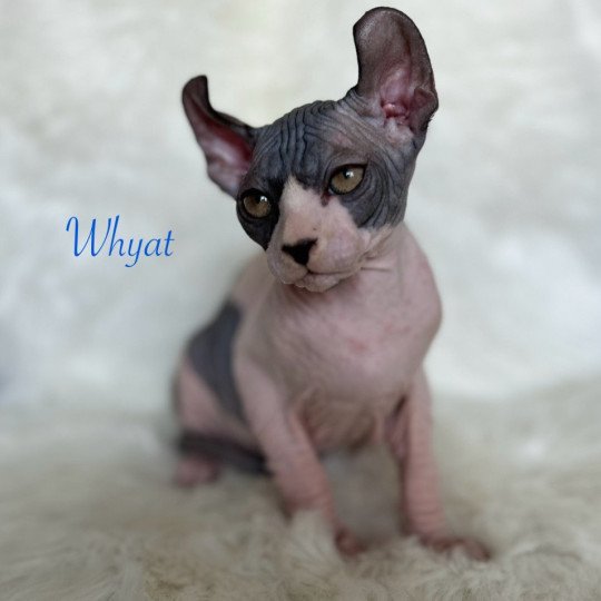 Whyat L'amore di sphynx Mâle Sphynx
