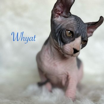 chaton Sphynx black bicolor Whyat Chatterie de l'amore di sphynx