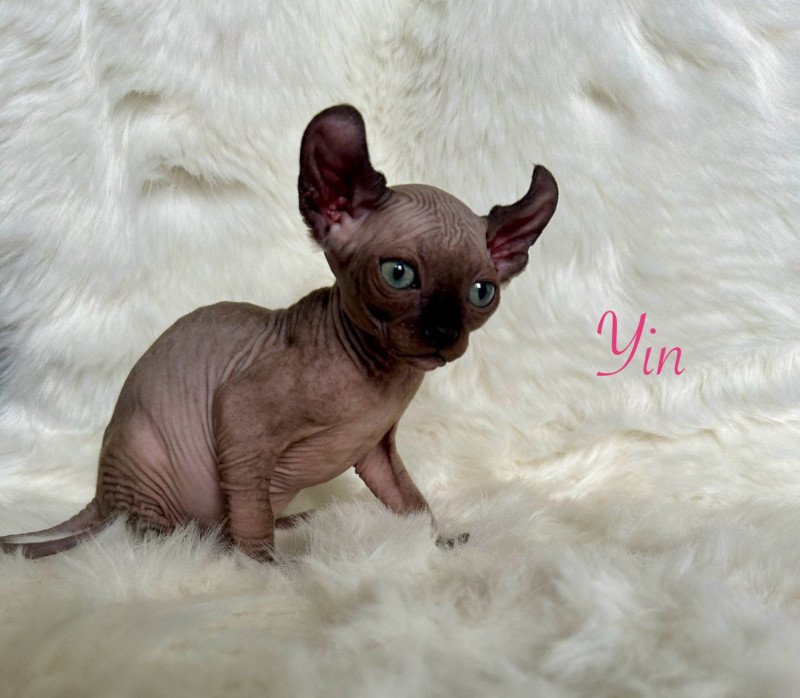 Yin L'amore di sphynx Femelle Sphynx