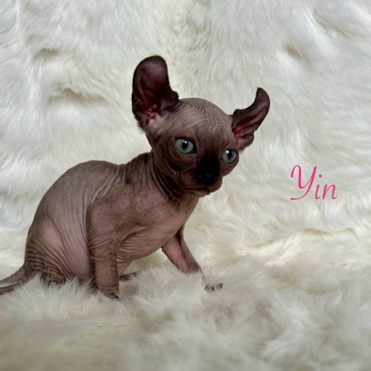 Yin L'amore di sphynx Femelle Sphynx