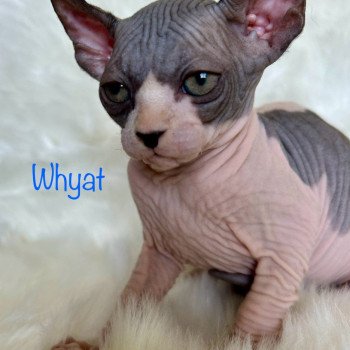 Whyat (1)